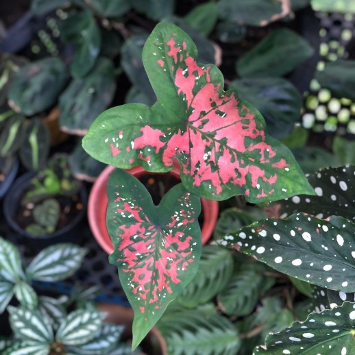 Comprar muda de caladium Renata
