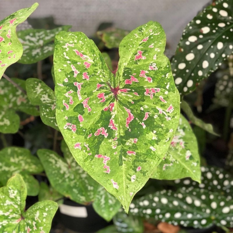 Comprar muda de caladium Fernanda