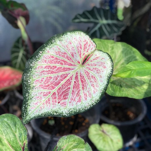 Comprar muda de caladium Estela