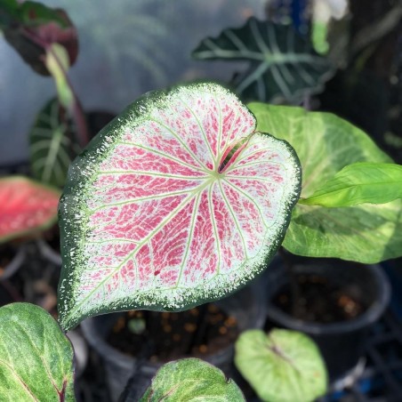 Comprar muda de caladium Estela