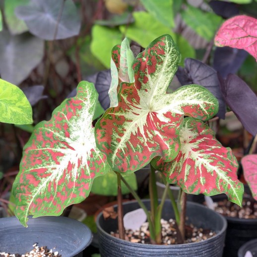 Muda de Caladium Marjorie