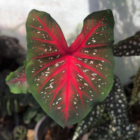 comprar muda de caladium Lurdes
