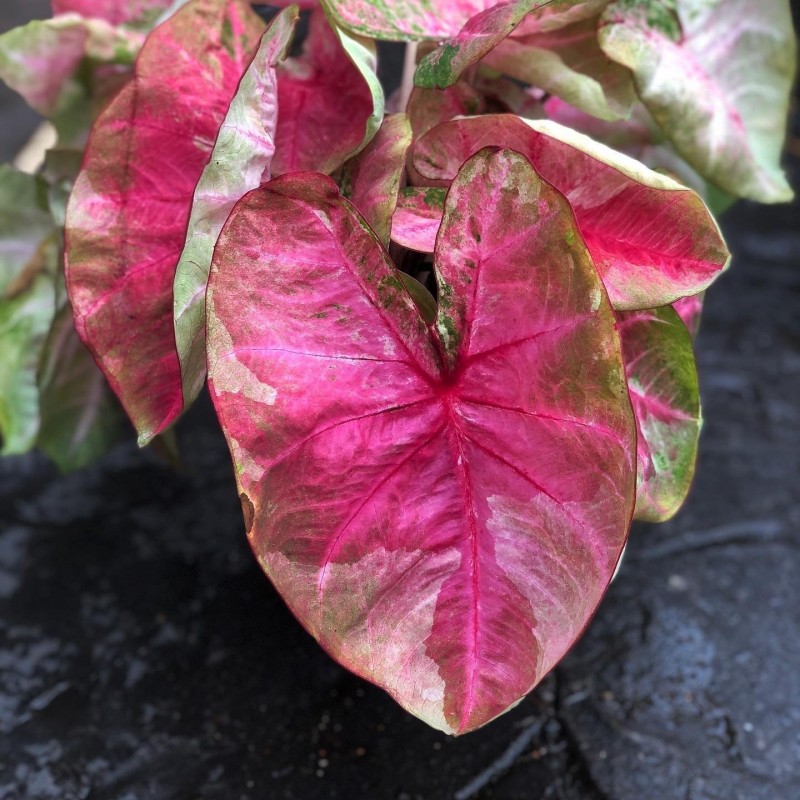 comprar muda de caladium noemi