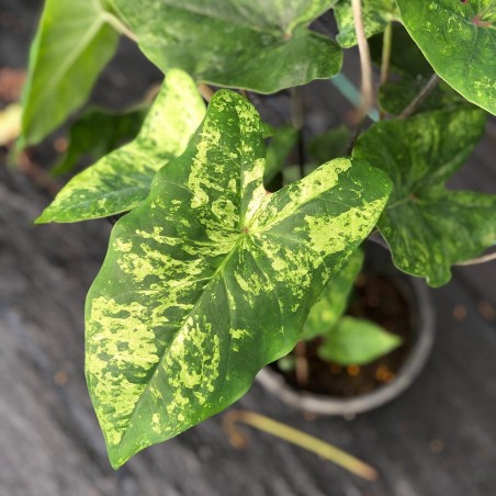 comprar muda de caladium Monique