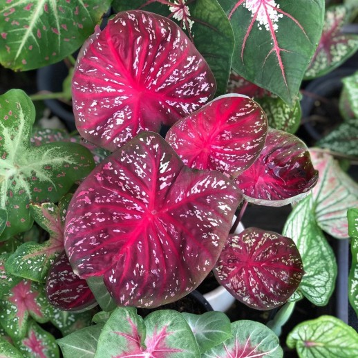 Muda de Caladium Liliana