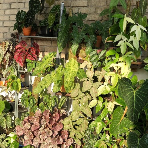 Muda de Caladium Ana Catarina