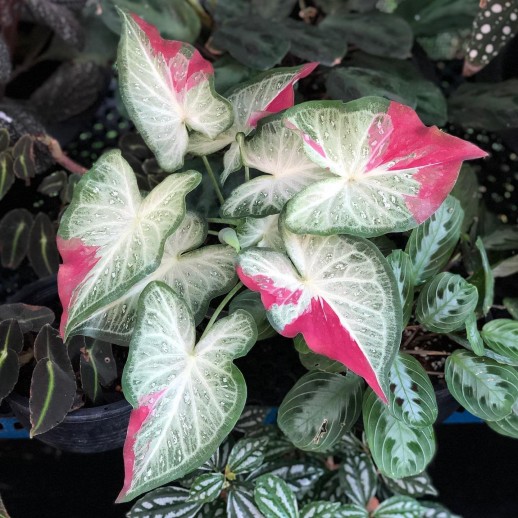 Muda de Caladium Laura...