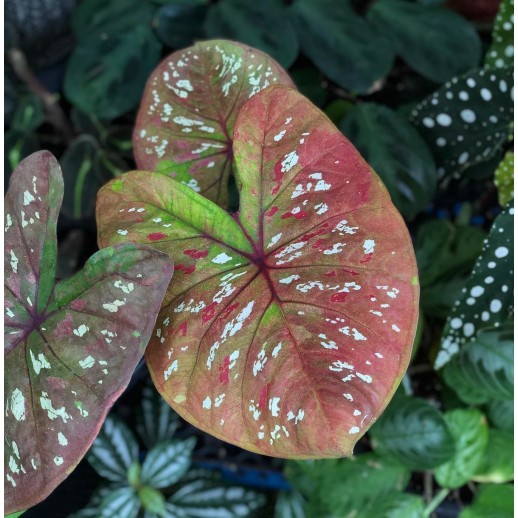 comprar muda de caladium Isabelly Helena
