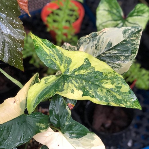 comprar muda de caladium Yasmin Isabelle