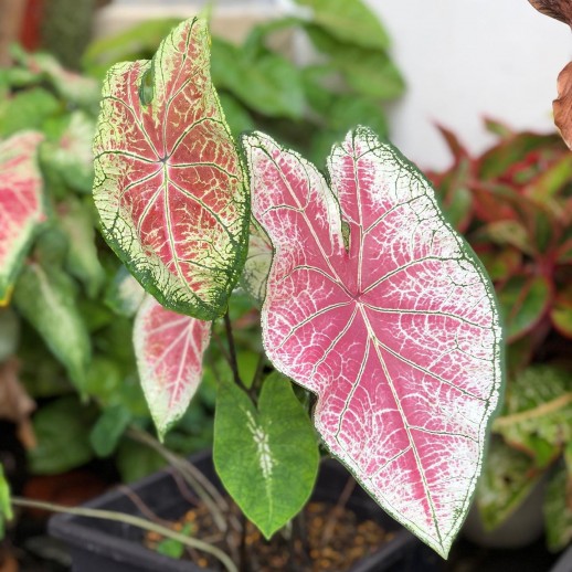 Muda de Caladium Melissa...