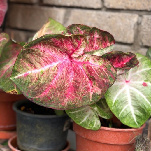 Muda de Caladium Vitória...