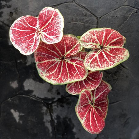 comprar muda de caladium Clara Manuela
