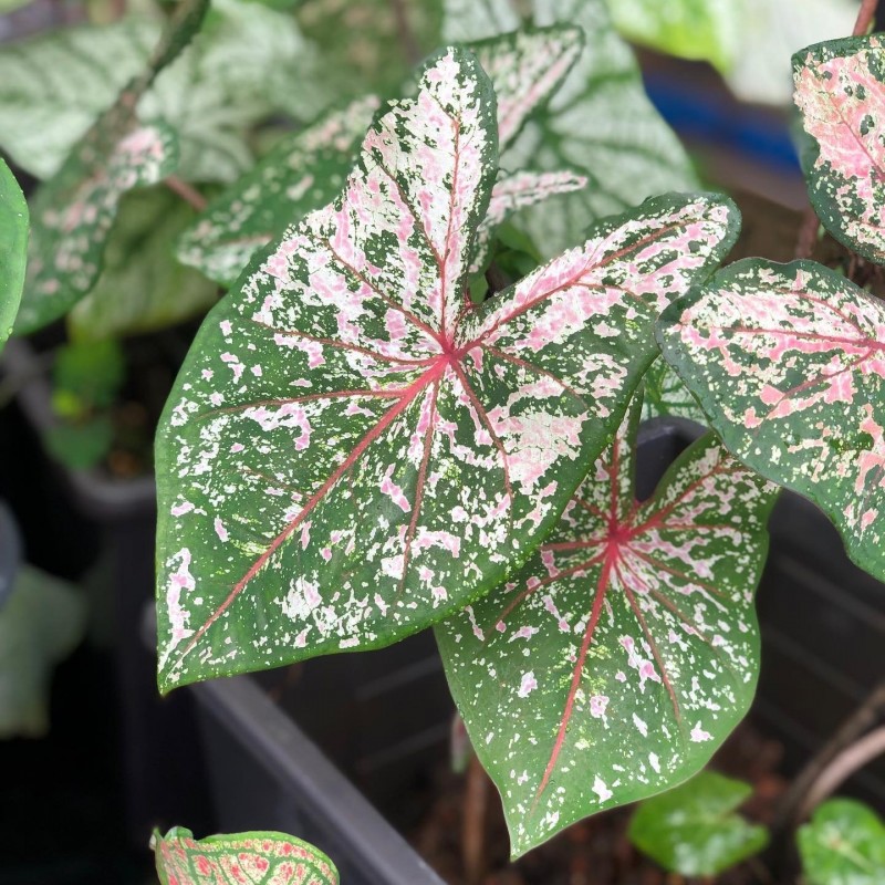 comprar muda de caladium Bruna Amanda