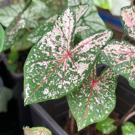 comprar muda de caladium Bruna Amanda