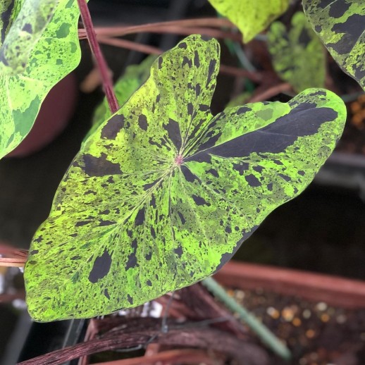 comprar muda de caladium Alice Eduarda