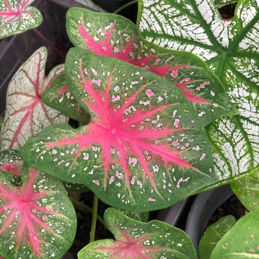 comprar muda de caladium Rafaela Júlia