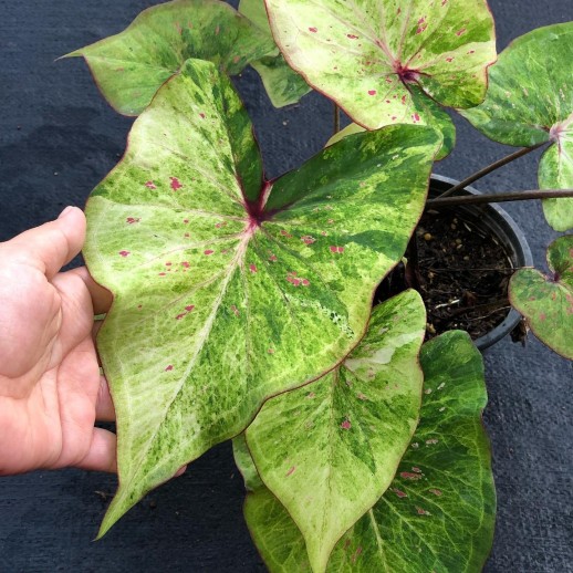 comprar muda de caladium  Isabela Mariana