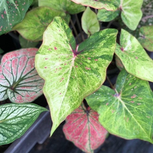 Muda de Caladium Ana Carolina