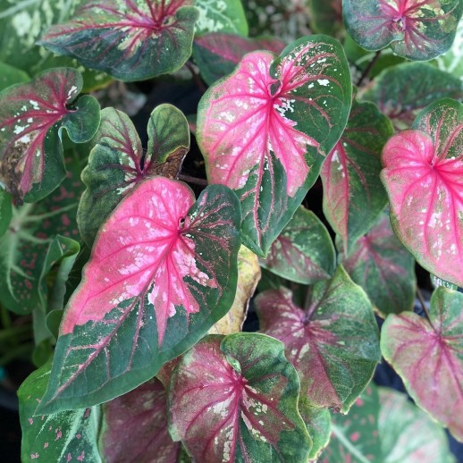 Muda de Caladium Lívia Mariane