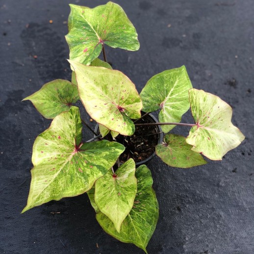 comprar muda de caladium Maria Helena