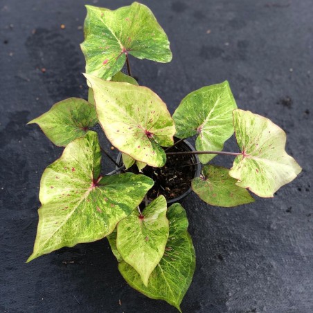 comprar muda de caladium Maria Helena