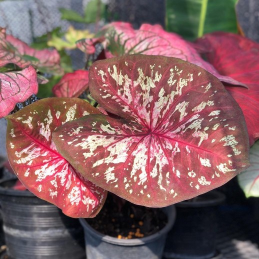 Muda de Caladium Eduarda Lívia