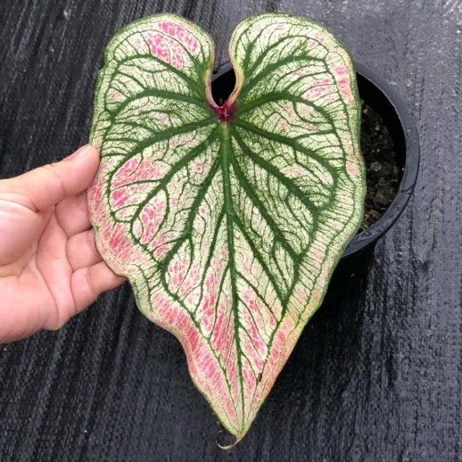 comprar muda de caladium Sophia Vitória