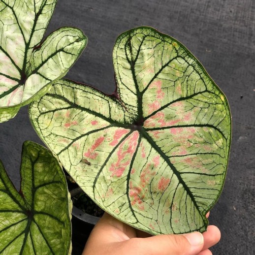Muda de Caladium Isabelle...