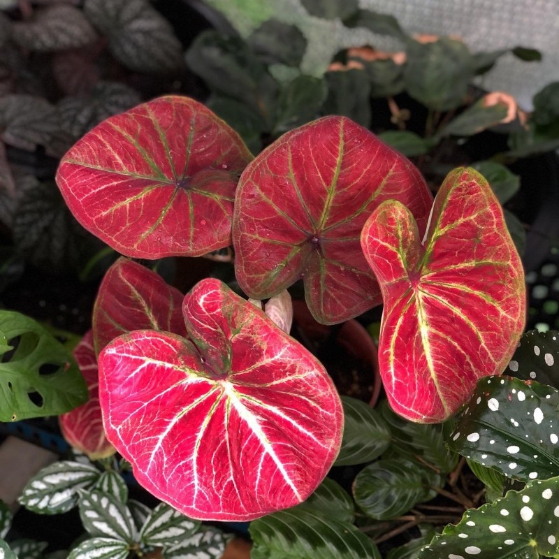 comprar muda de caladium Amanda Melissa