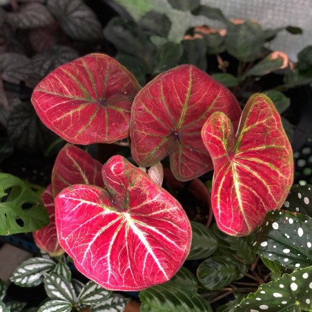 comprar muda de caladium Amanda Melissa