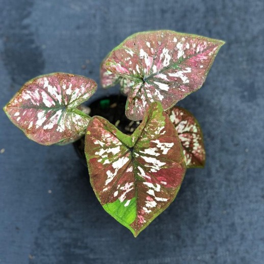 Muda de Caladium Júlia Lívia