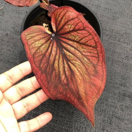 comprar muda de caladium Bianca Isabela