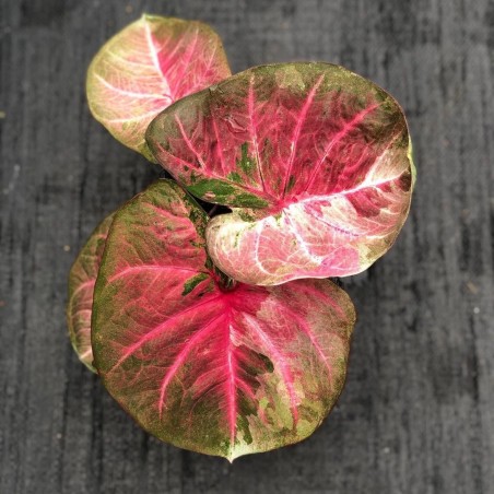 comprar muda de caladium Ana Bianca