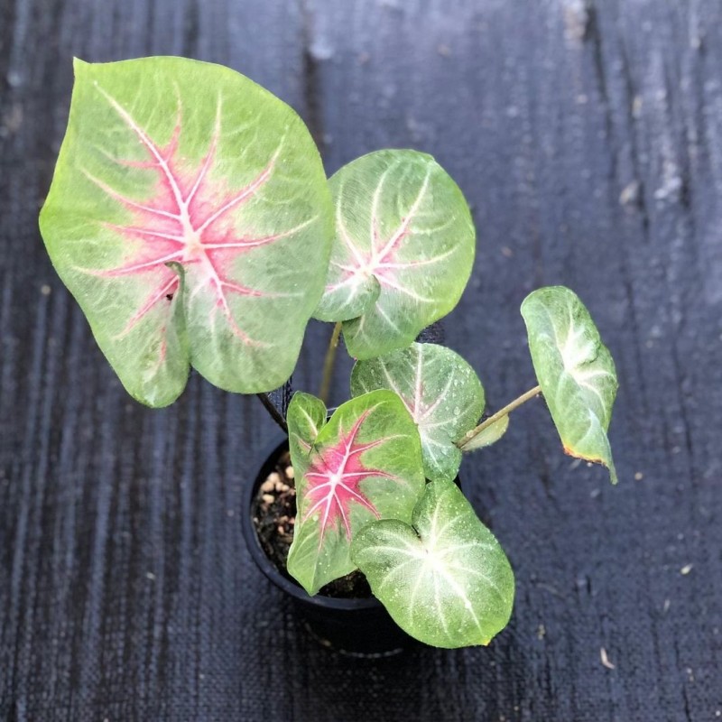 comprar muda de caladium Sônia Beatriz