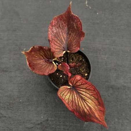 comprar muda de caladium Sônia Gabriela