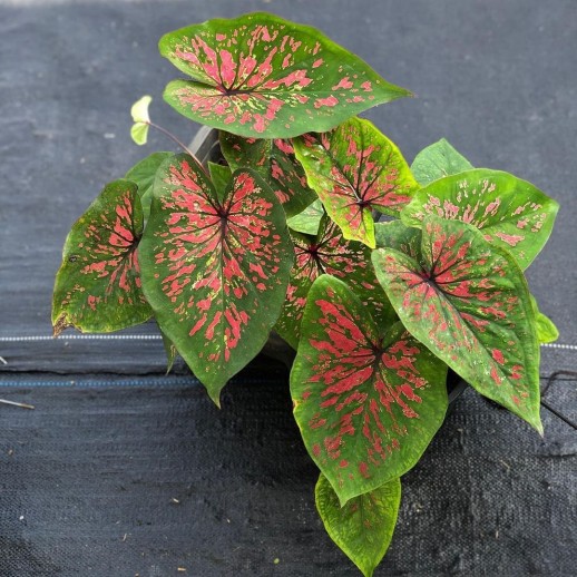 comprar muda de caladium Sônia Lorena