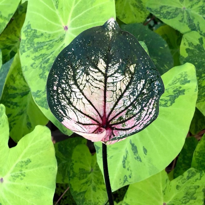 comprar muda de caladium Sônia Fernanda