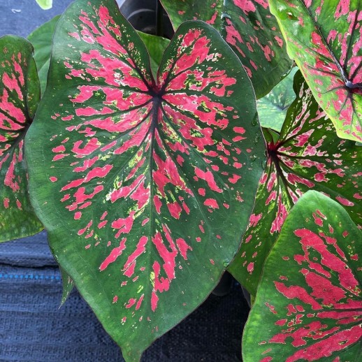 Muda de Caladium Sônia Renata