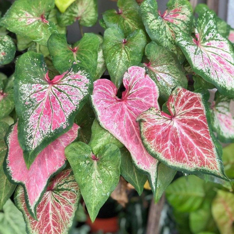 comprar muda de caladium Sônia Laura