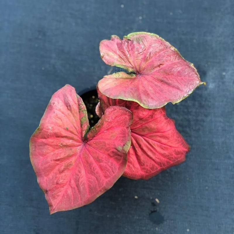 comprar muda de caladium Sônia Bruna