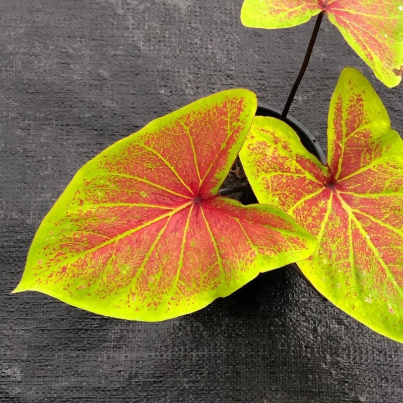 comprar muda de caladium Sônia Raquel