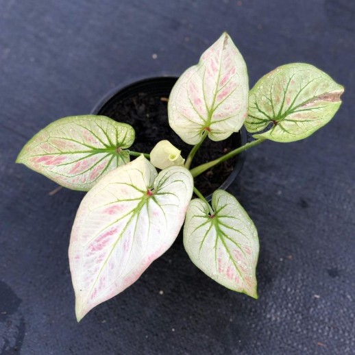 comprar muda de caladium Raissa Maria