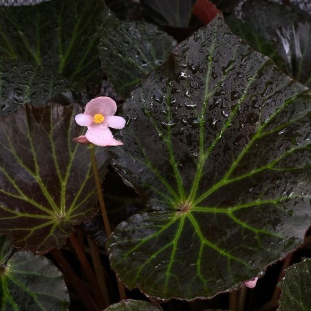 comprar muda de caladium Clara Raissa