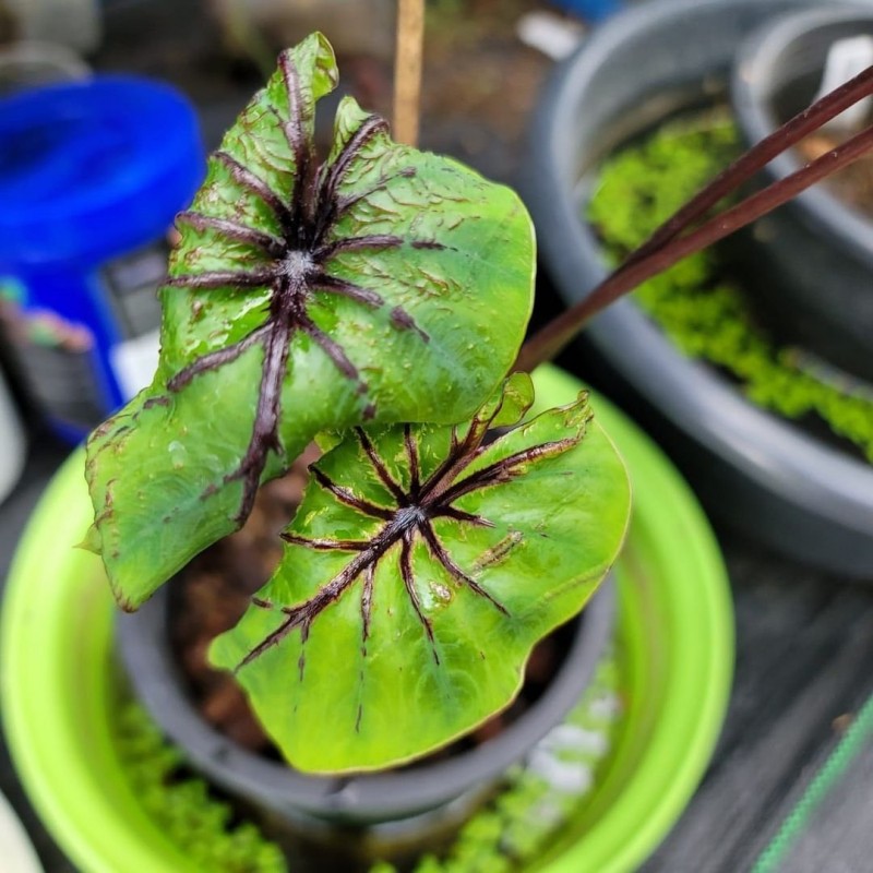 comprar muda de caladium Juliana Raissa