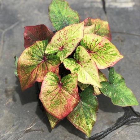 comprar muda de caladium Gabriela Raissa