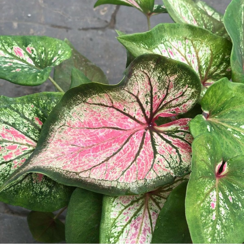 comprar muda de caladium  Beatriz Raissa