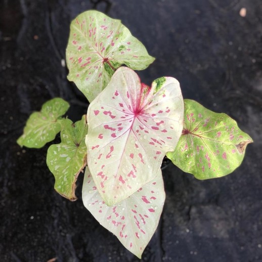 comprar muda de caladium Raissa Alice