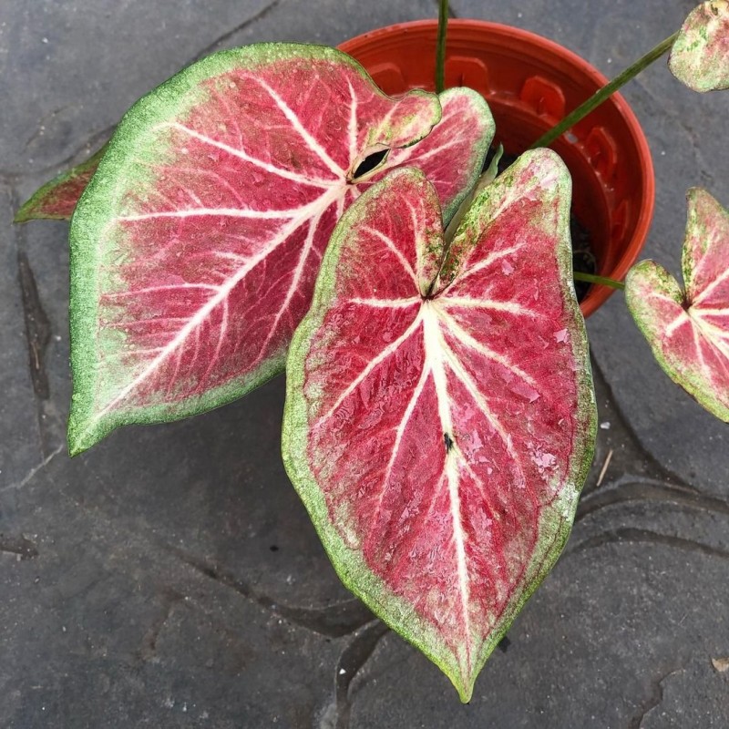 comprar muda de caladium Raíssa