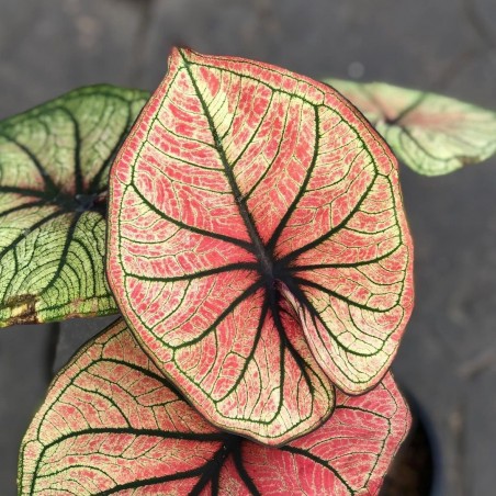 comprar muda de caladium Clara Helen