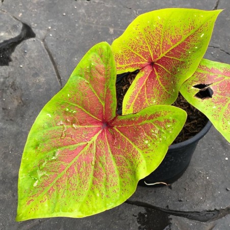 comprar muda de caladium Sophia Helen